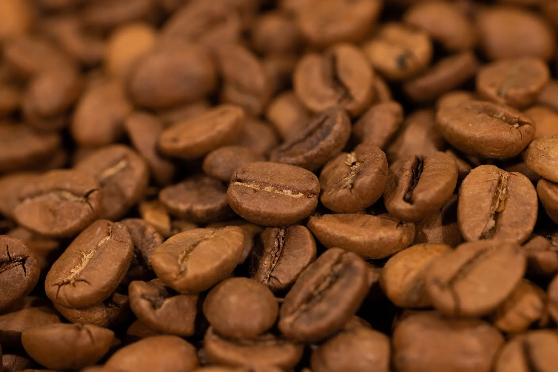 Close view of light-medium roasted beans, pale brown with an open centre line