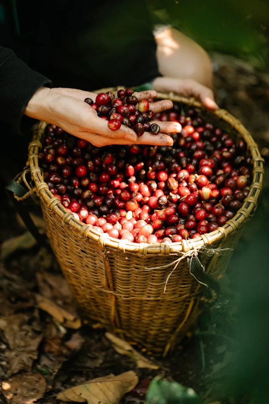Ripe coffee cherries being gathered into a woven basket