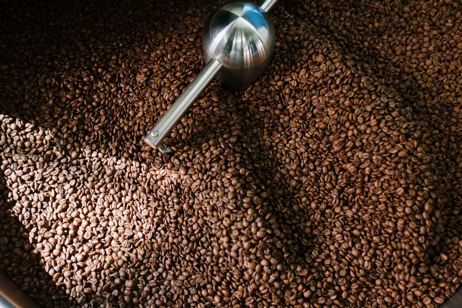 Roasted beans turning under the stirring arm in the cooling tray