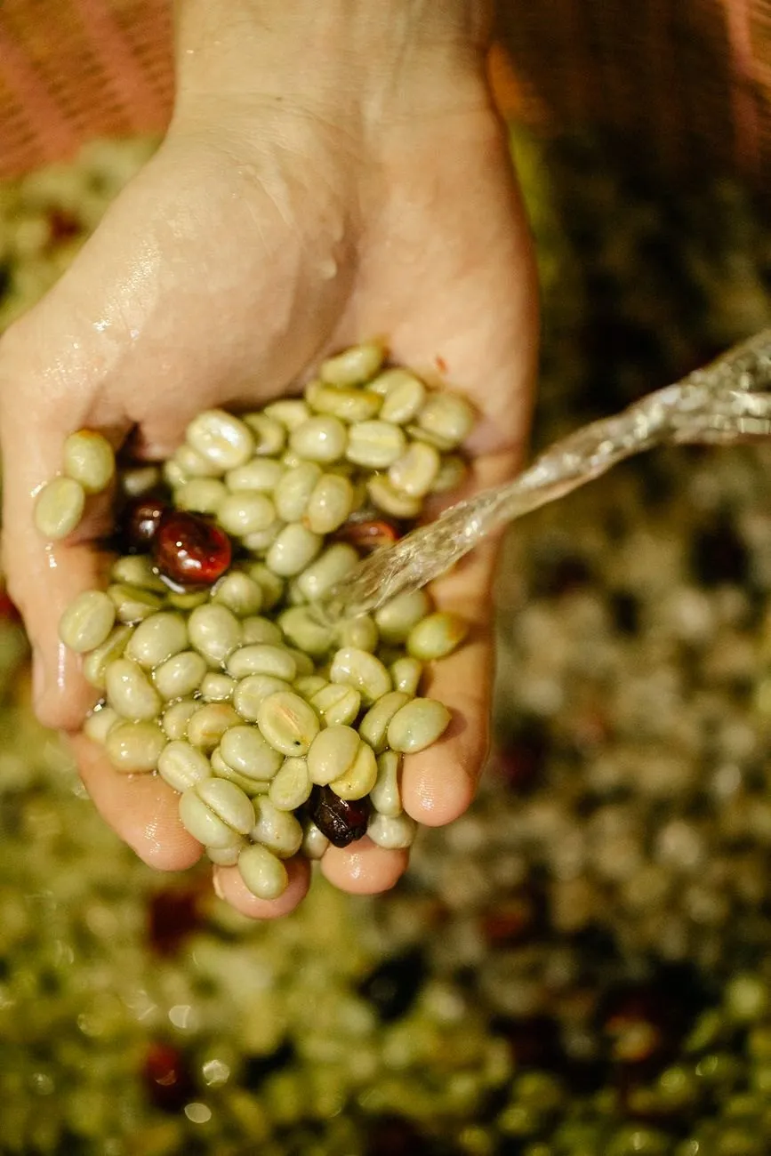 Water poured over a handful of washed green coffee beans